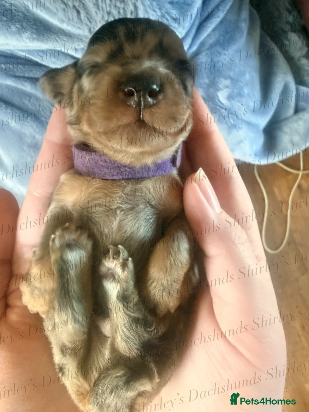 Miniature Dachshund dogs for sale: Longhaired Miniature Dachshunds KC Registered  - Advert 27