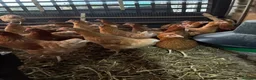 Hens poultry for sale: Point of lay fully vaccinated hybrid hens isa  - Advert 6