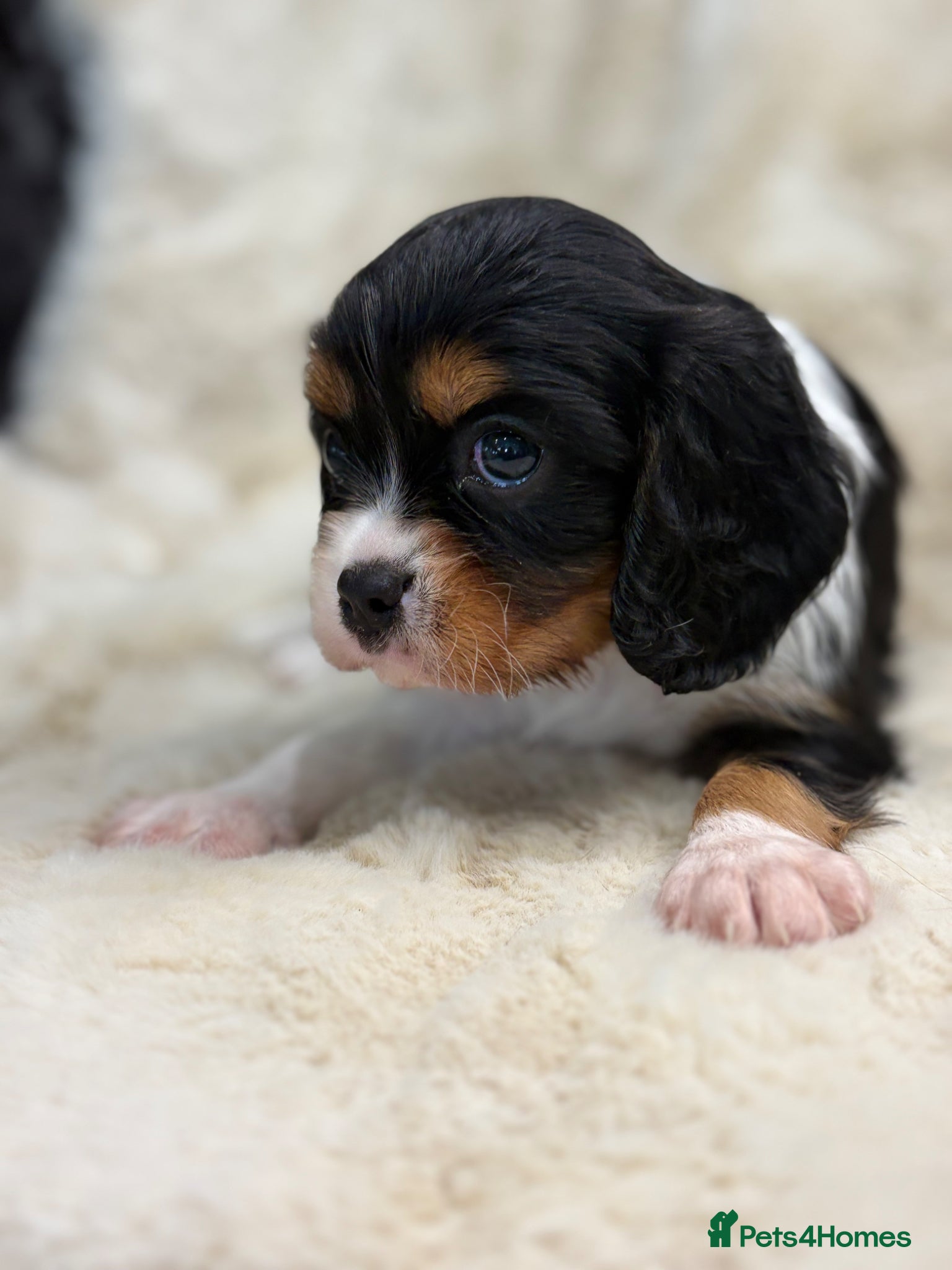 Cavalier King Charles Spaniel dogs for sale: Health tested cavalier pups  - Advert 7