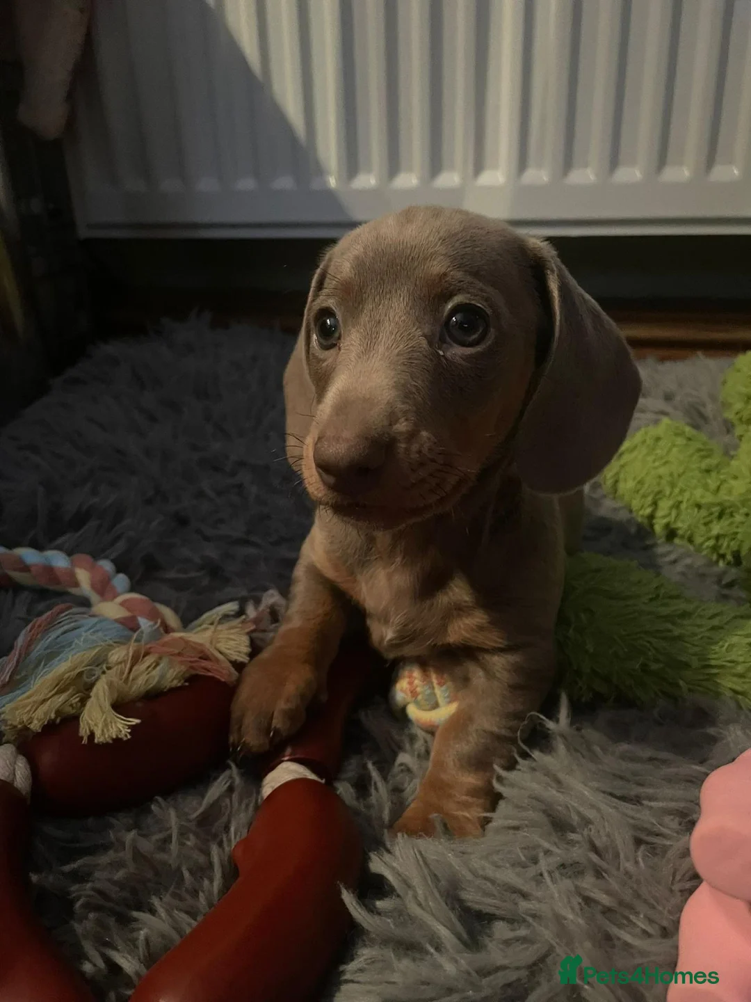 Miniature Dachshund dogs for sale: 🐾❤️ **MINIATURE SHORT-HAIRED DACHSHUND PUPPIES  in Mountain Ash - Advert 8