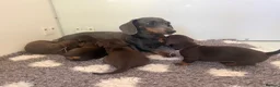 Miniature Dachshund dogs for sale: KC HEALTH TESTED MINIATURE DACHSHUNDS- LICENSED  - Advert 9