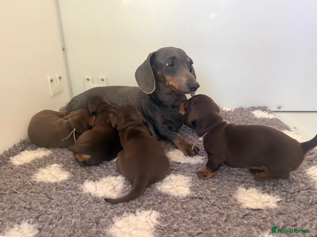 Miniature Dachshund dogs for sale: KC HEALTH TESTED MINIATURE DACHSHUNDS- LICENSED  - Advert 9