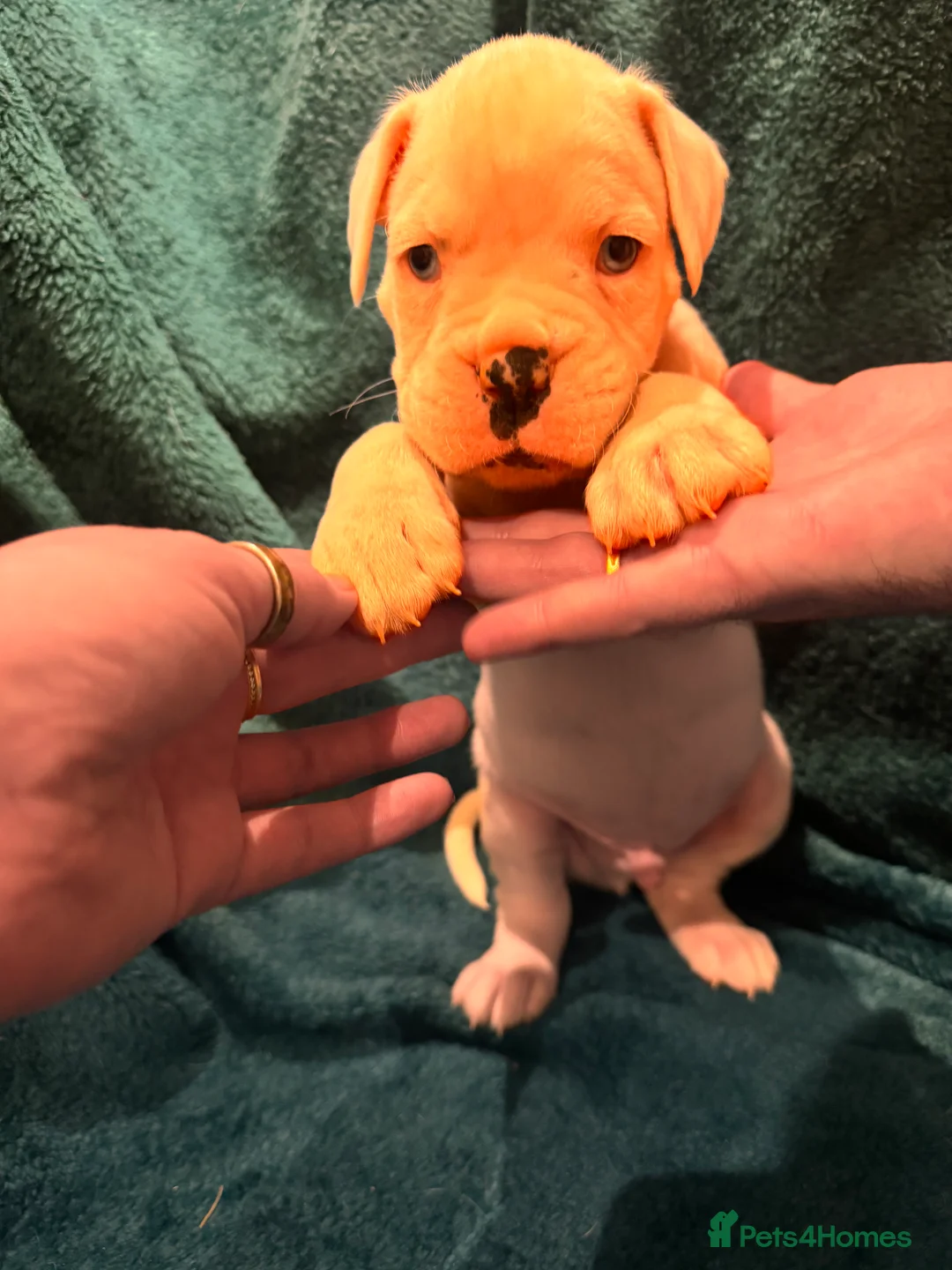 Boxer dogs for sale: Boxer puppies - Advert 17