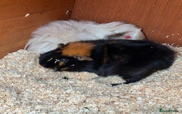 Guinea Pig rodents for sale: Two female guinea pigs looking for forever home - Advert 1