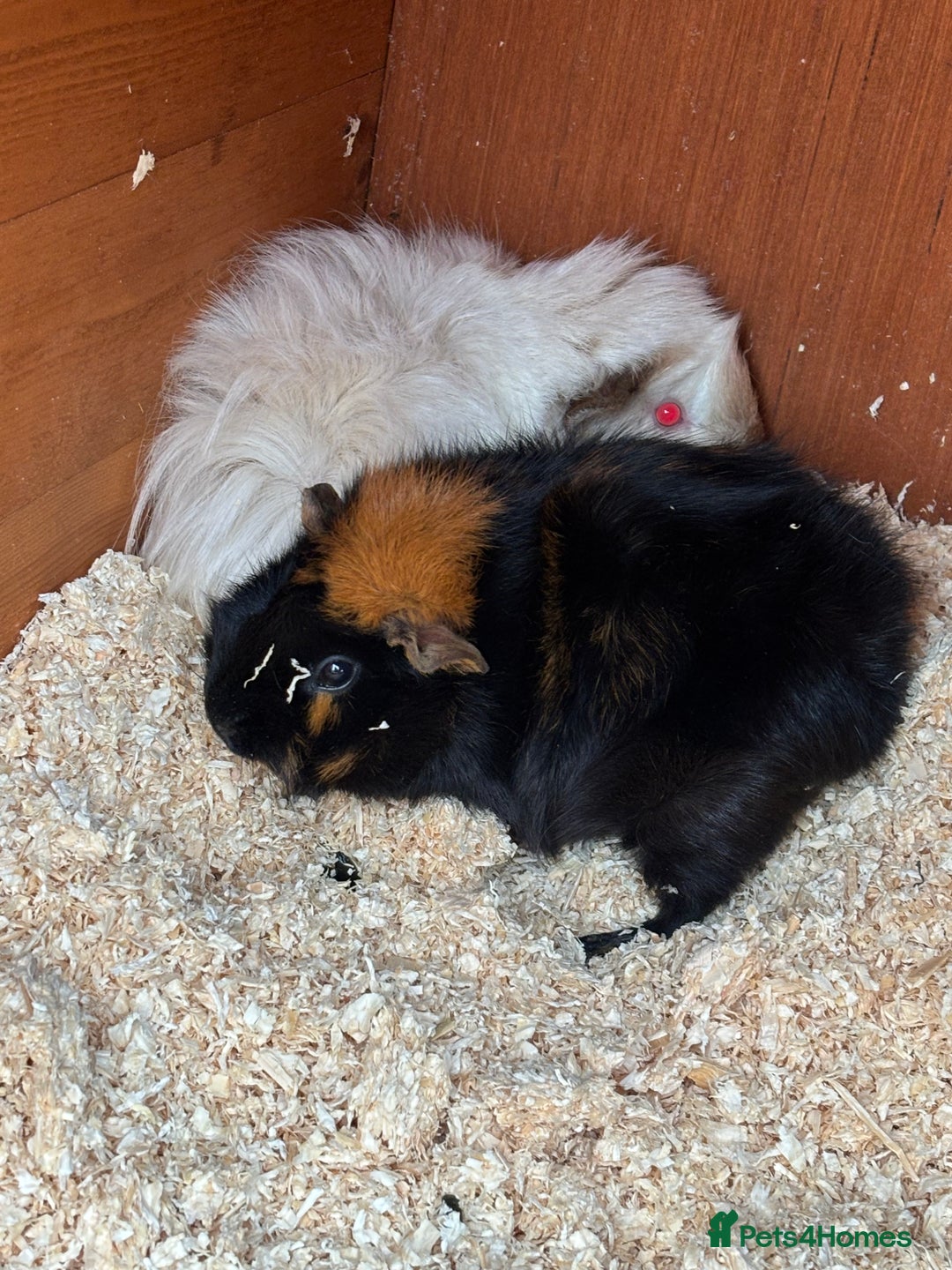 Guinea Pig rodents for sale: Two female guinea pigs looking for forever home - Advert 1
