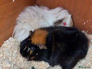 Guinea Pig rodents Two female guinea pigs looking for forever home - Advert 1