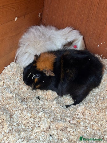Guinea Pig rodents Two female guinea pigs looking for forever home - Advert 1