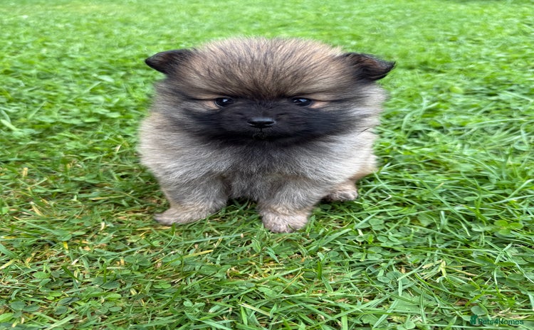 Pomchi dogs - Advert 1