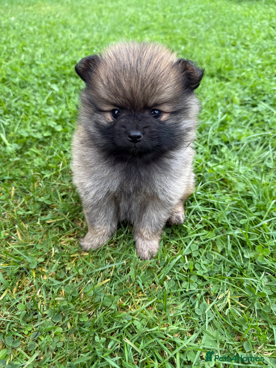 Pomchi dogs for sale: One girl and one boy left  - Image 1