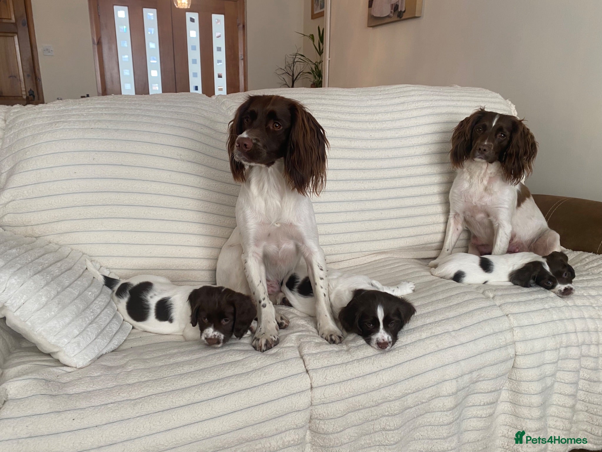 English Springer Spaniel dogs KC English Springer Spaniels - Advert 7