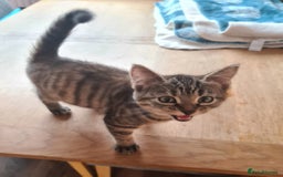Mixed Breed cats for sale: 3 kittens available  - Image 2