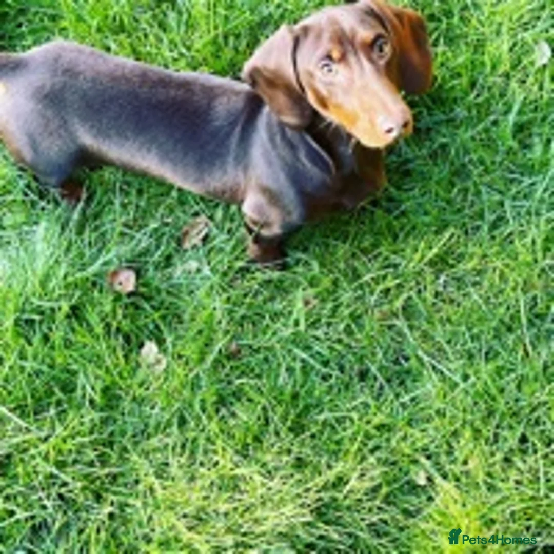 Miniature Dachshund dogs for stud: STUNNING MINIATURE DACHSHUND AVAILABLE AT STUD in Grays - Advert 3
