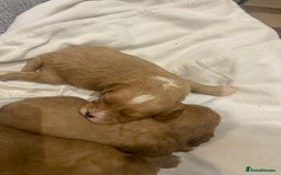 Cavapoo dogs for sale: 3 Gorgeous Cavapoo puppies - Image 5