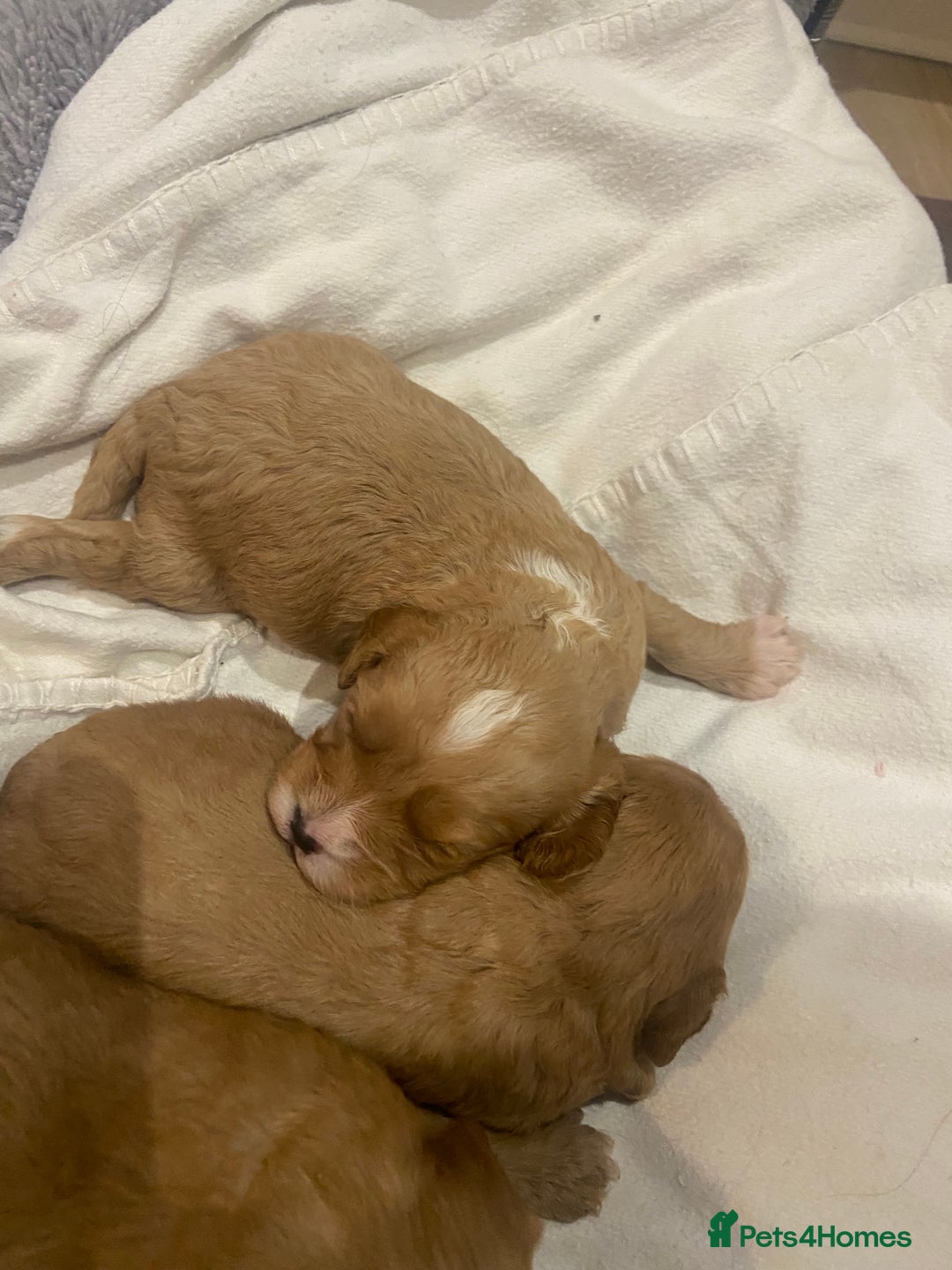 Cavapoo dogs for sale: 3 Gorgeous Cavapoo puppies - Image 5