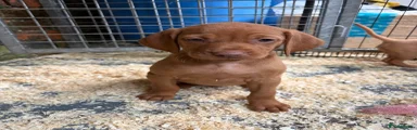 Hungarian Vizsla 6