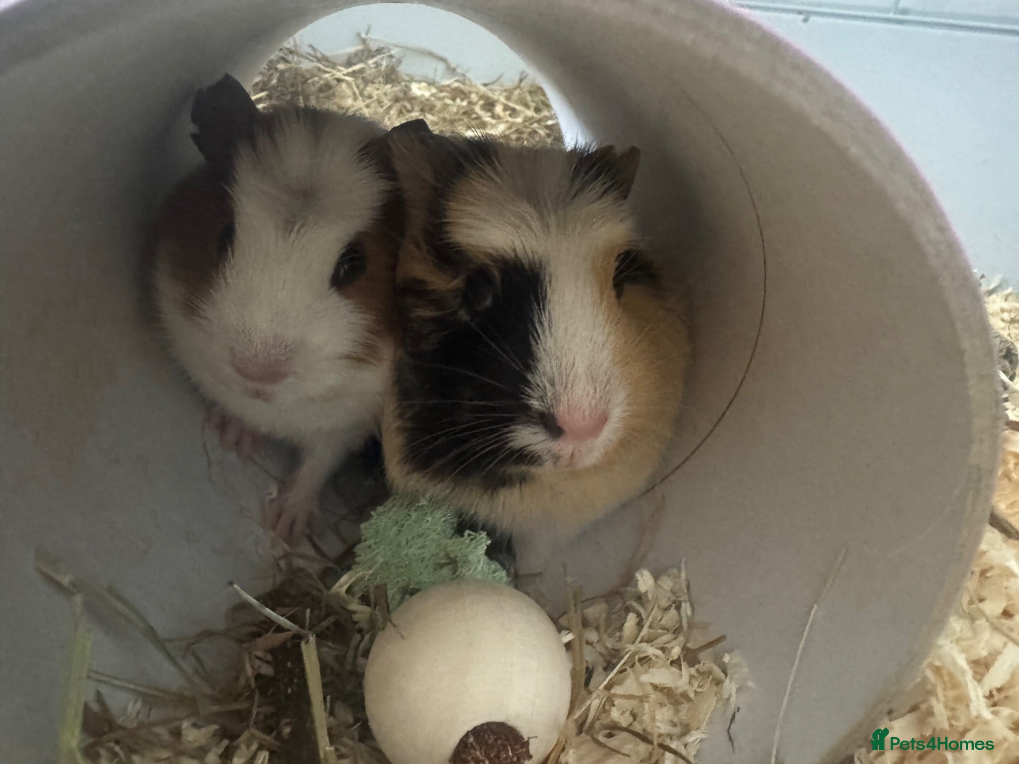 Guinea Pig rodents 4 guinea pigs  - Advert 1
