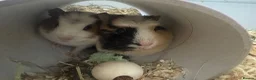 Guinea Pig rodents for sale: 4 guinea pigs  - Advert 1