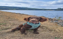 Cocker Spaniel dogs for sale: Juno cocker spaniel  - Image 2