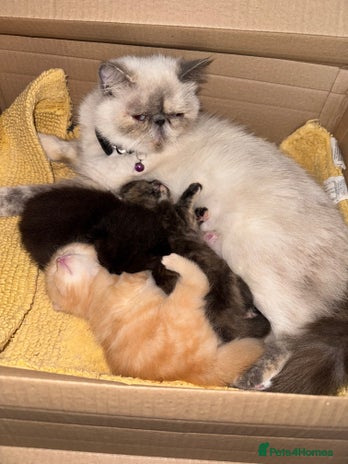 Persian cats Persian X Domestic kittens - Advert 1