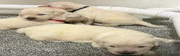 Golden Retriever dogs for sale: Beautiful healthy puppies - Advert 16