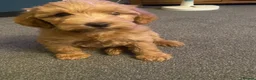 Schnoodle dogs for sale: Last 1 left, beautiful boy Schnoodle  - Advert 3