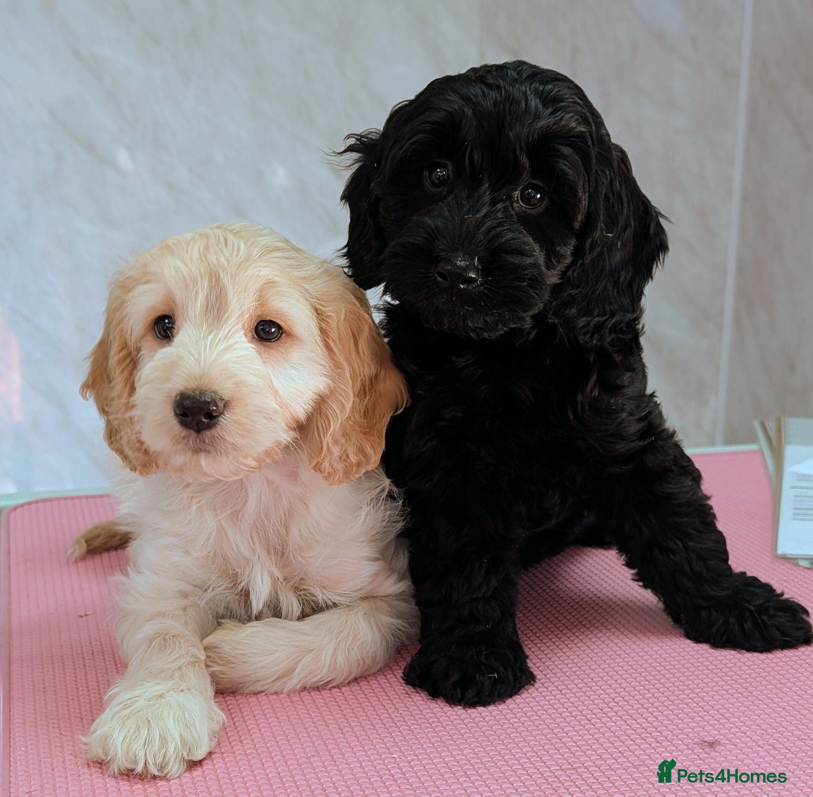 Cockapoo dogs Ready now! Licensed breeder, health tested F1 pups - Advert 1