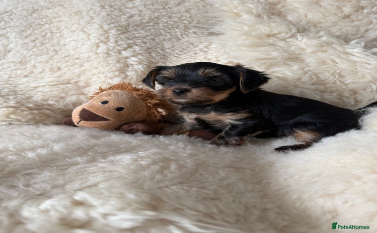 Yorkshire Terrier dogs - Advert 12