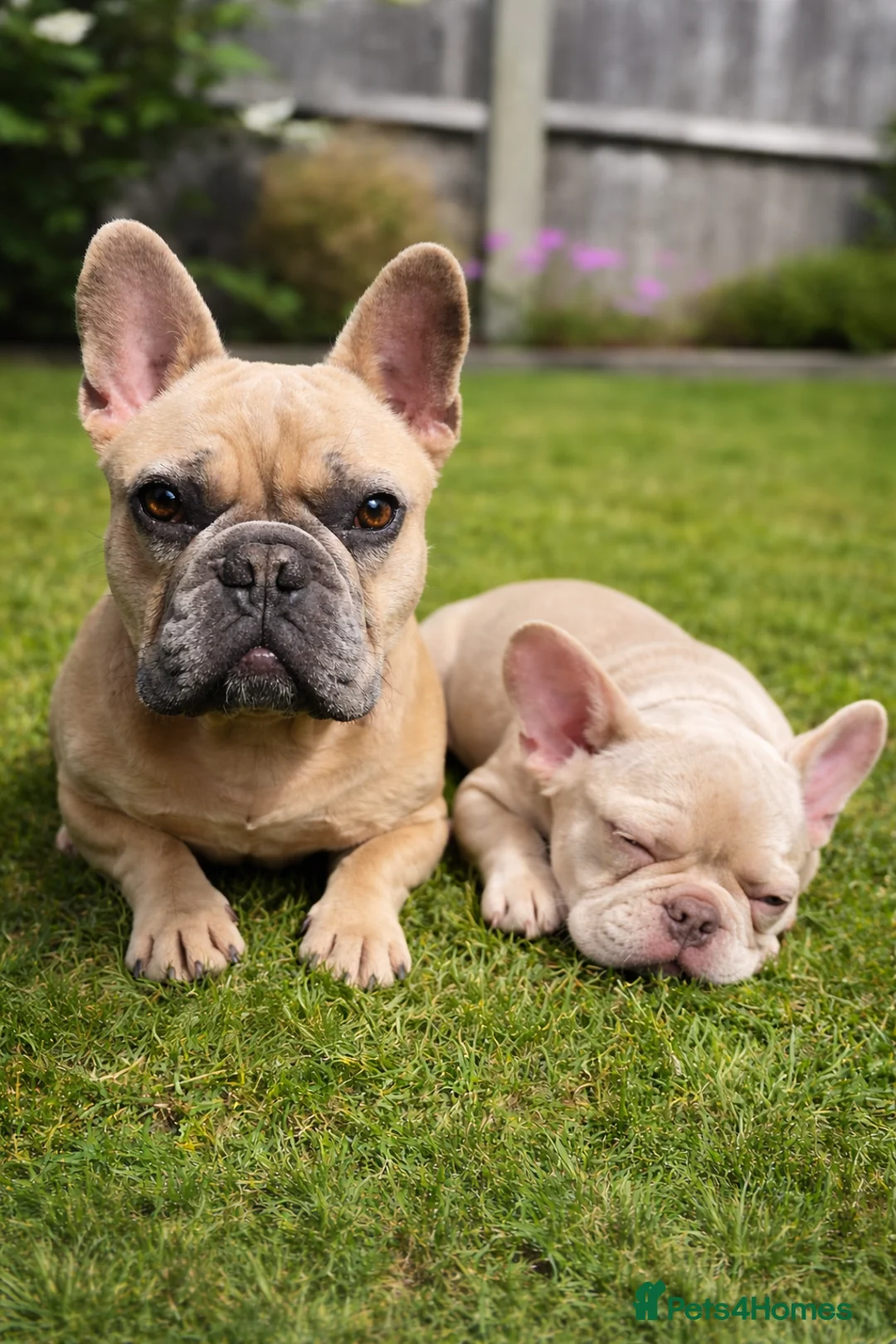 French Bulldog dogs for sale: French Bulldog - Advert 4