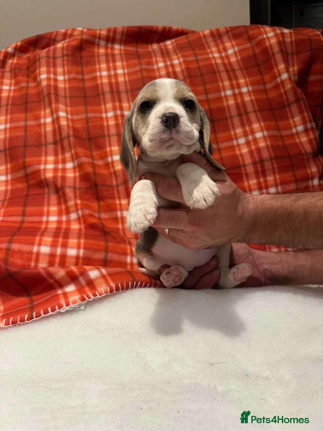 Beagle dogs for sale: KC Reg Beagle last girl Ready now  - Advert 8