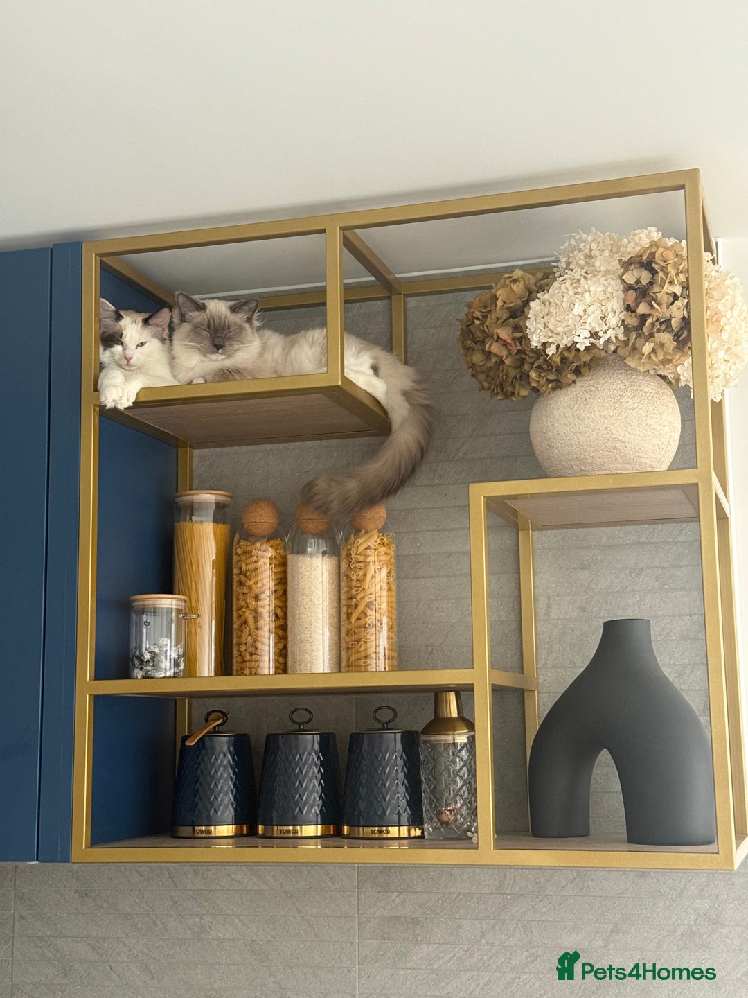 Ragdoll cats for sale: Beautiful Blue point mitted Ragdoll  - Advert 18