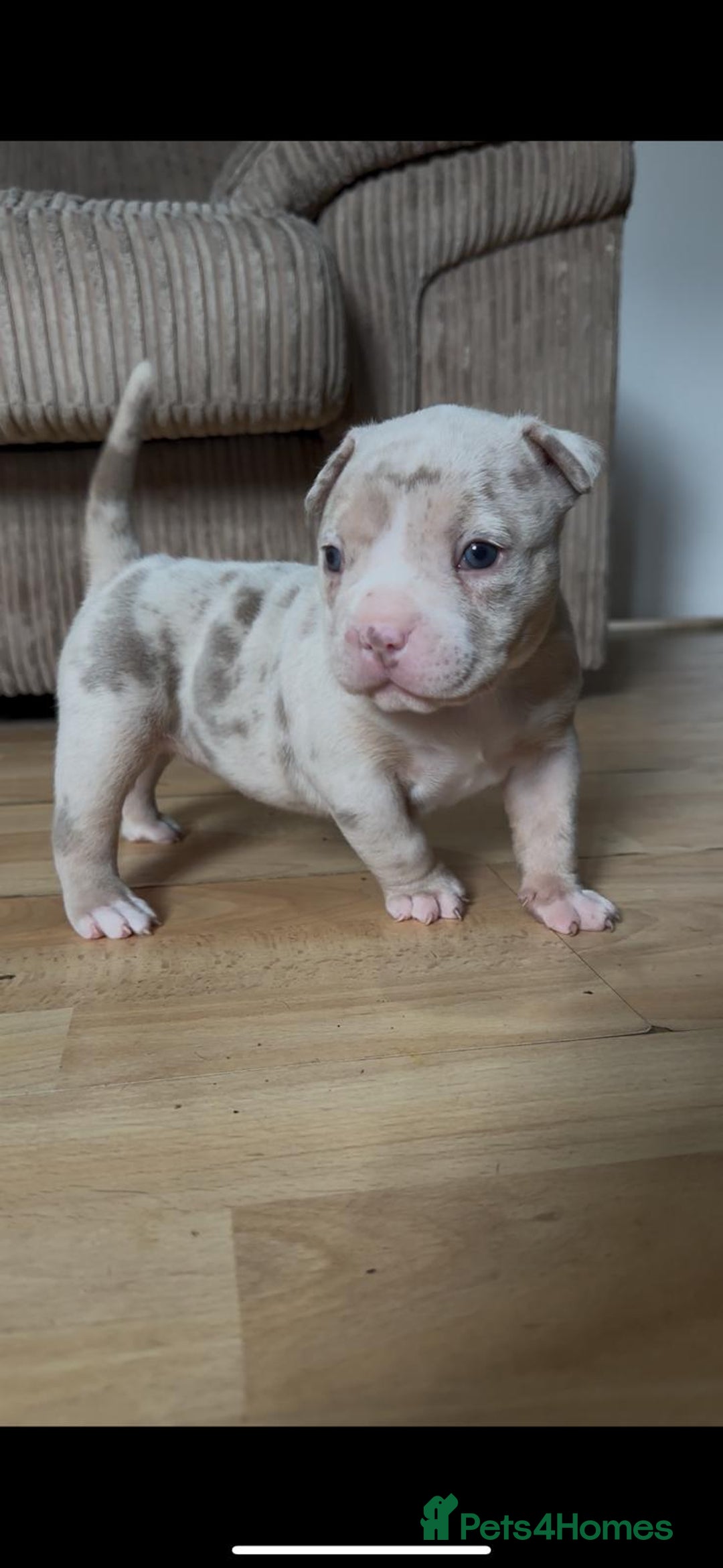 American Bully dogs for sale: American pocket bully pups for sale top Quality  - Image 5