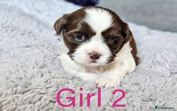 Shih Tzu dogs for sale: Shih Tzu puppies - Image 4