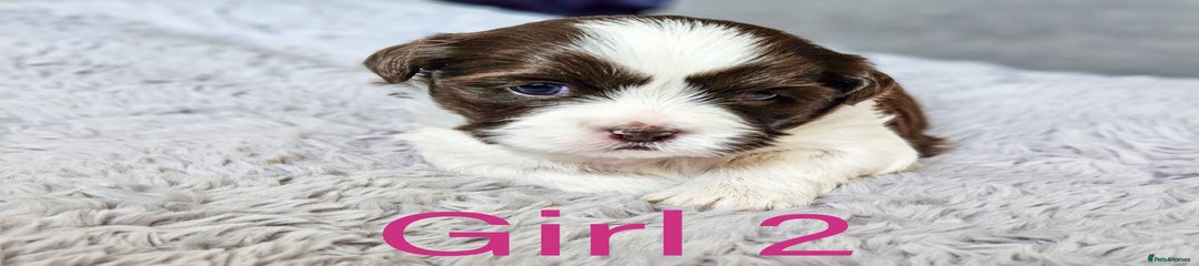 Shih Tzu Puppy 4