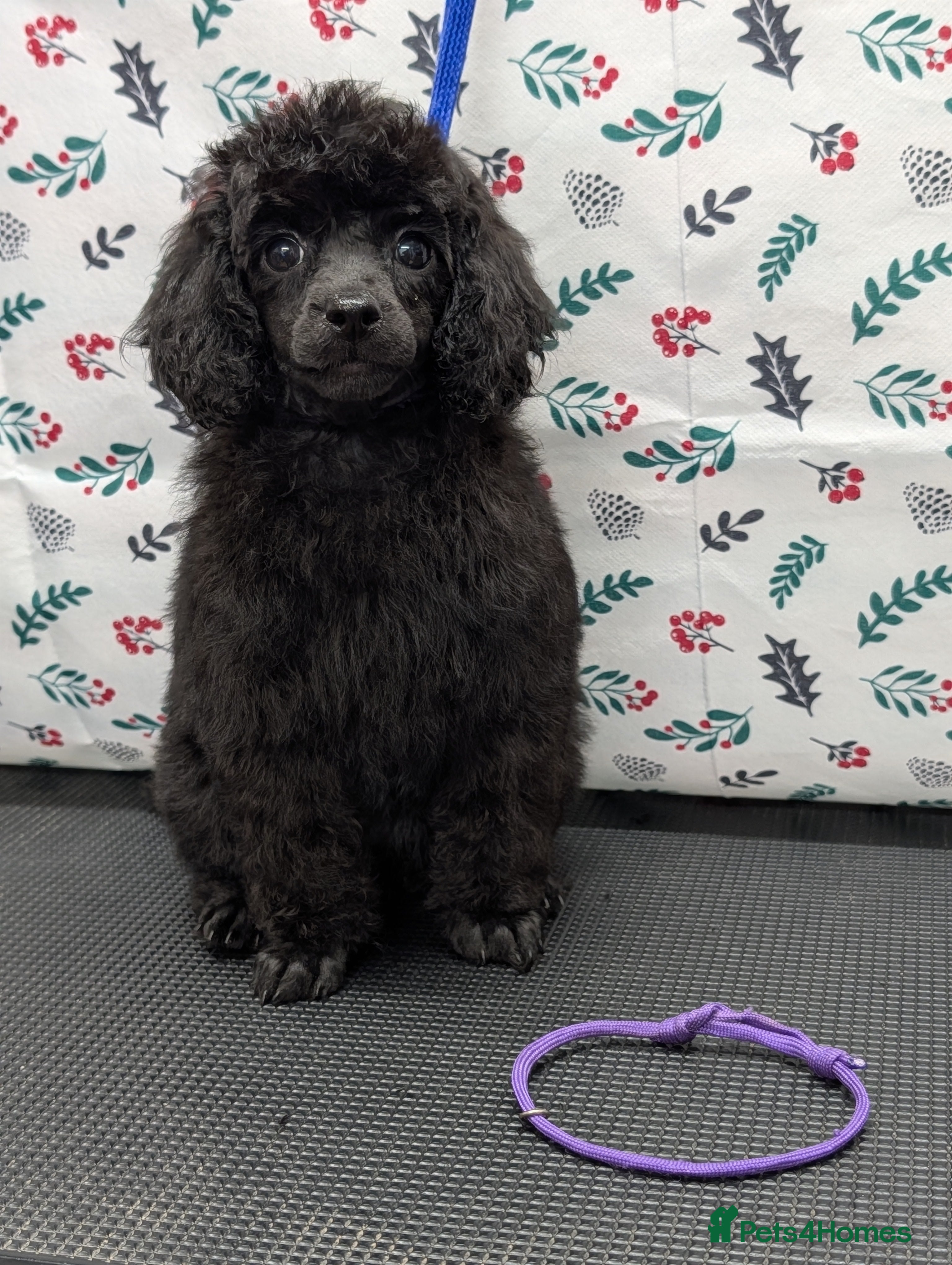 Mixed Breed dogs Poodles - Advert 7