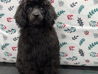 Mixed Breed dogs Poodles - Advert 7