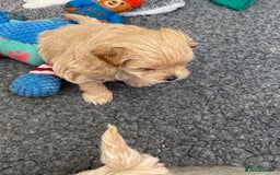 Maltipoo dogs for sale: Beautiful Apricot Maltipoo puppies. - Image 33