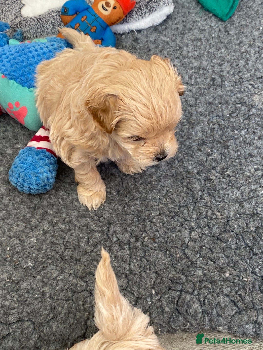 Maltipoo dogs for sale: Beautiful Apricot Maltipoo puppies. - Image 33