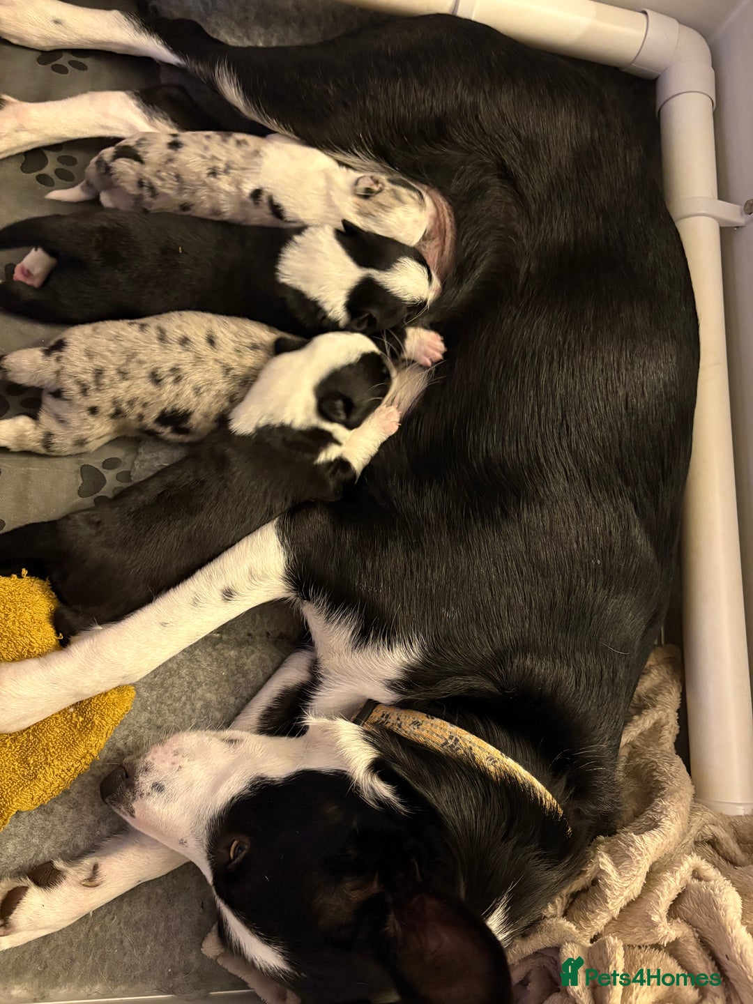 Border Collie dogs for sale: Border collie’s - Advert 1