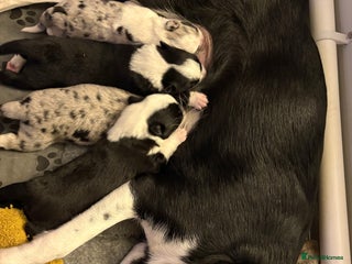 Border Collie dogs Border collie’s - Advert 14