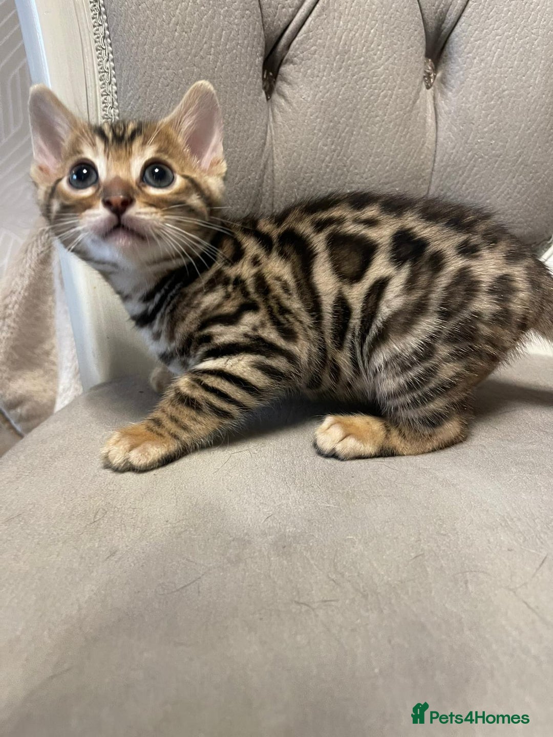 Bengal cats for sale: 5 Outstanding bengal kittens ready for a family  - Advert 15