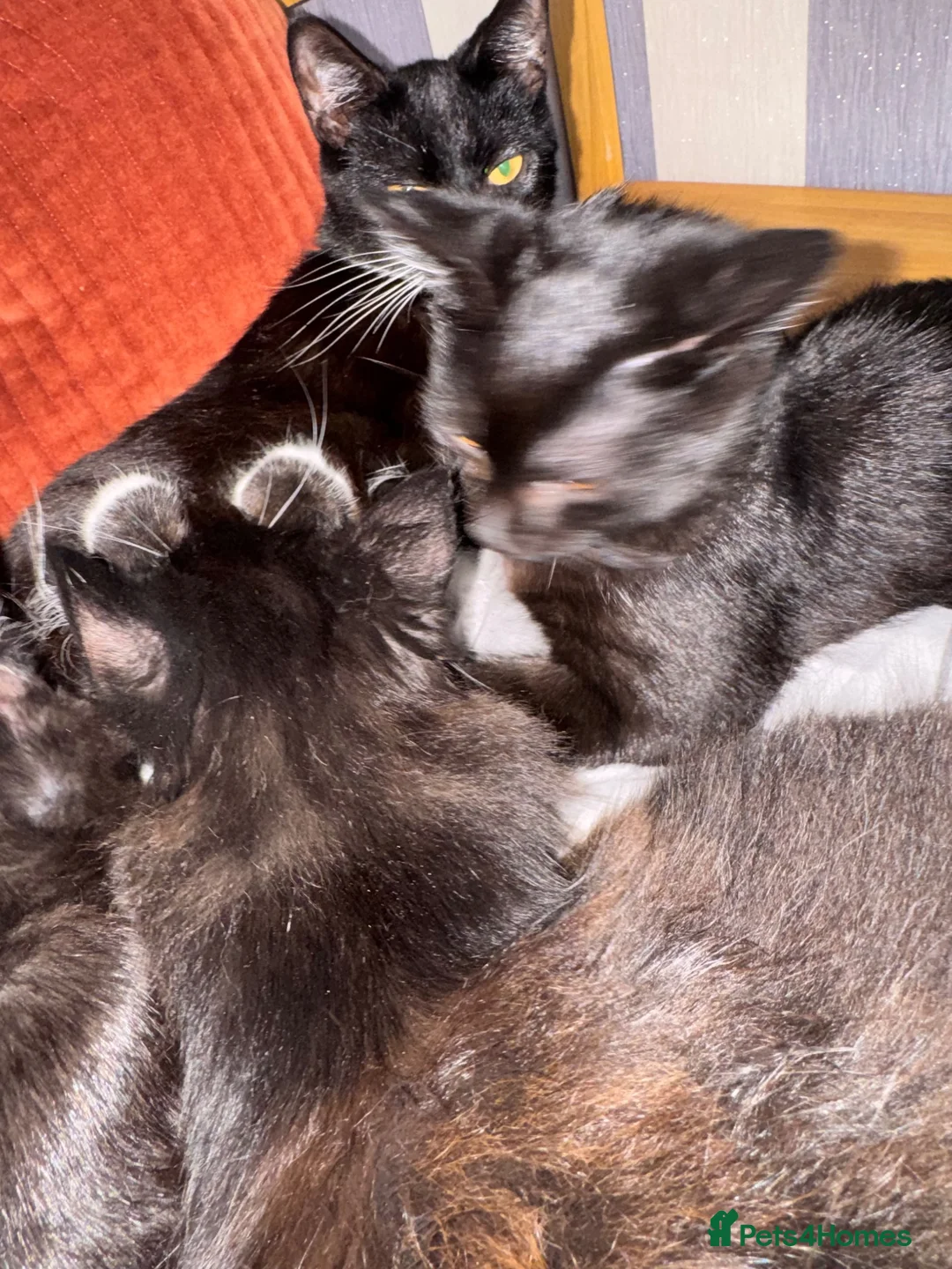 Mixed Breed cats for sale: Lovely Male Cat Looking for a Forever Home - Advert 2