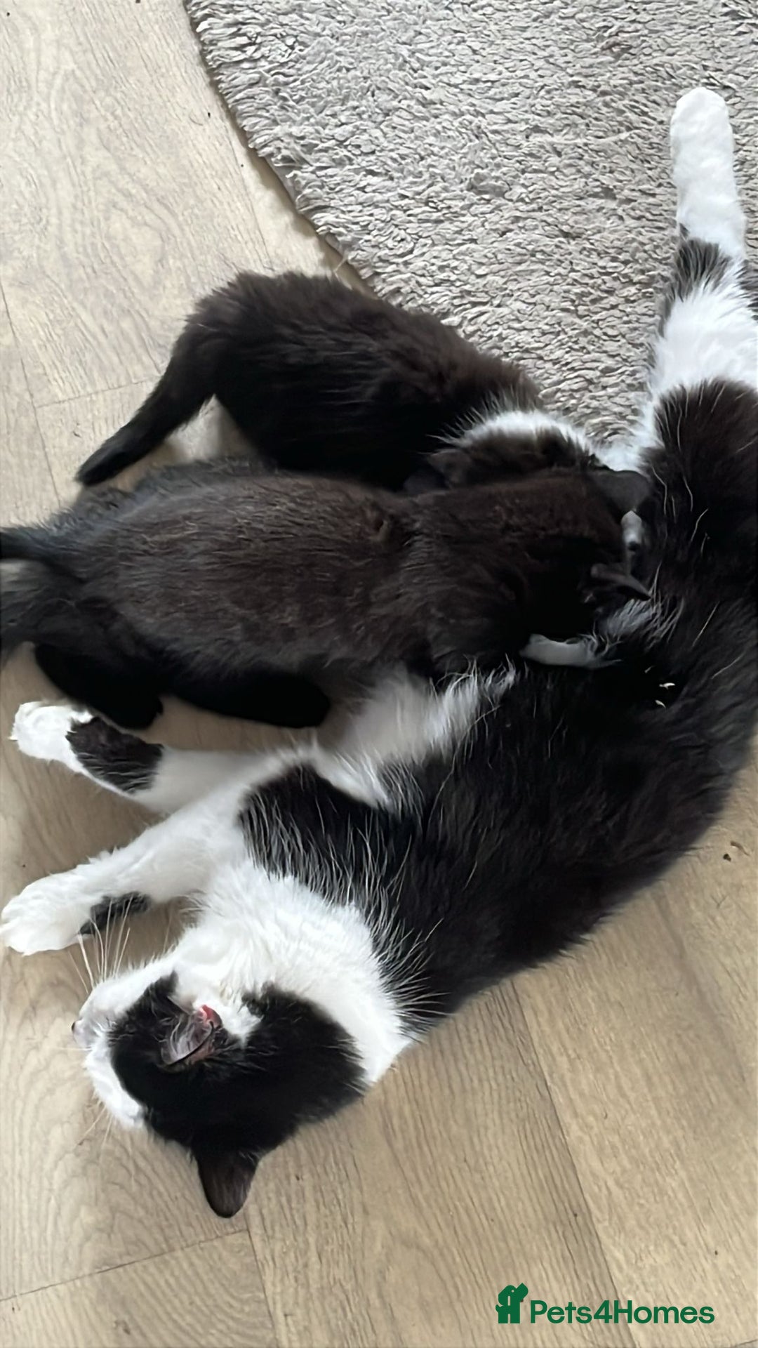 Mixed Breed cats for sale: 3 Beautiful kittens - Image 7