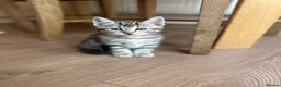 Mixed Breed cats for sale: Kittens  in Rochdale - Advert 3