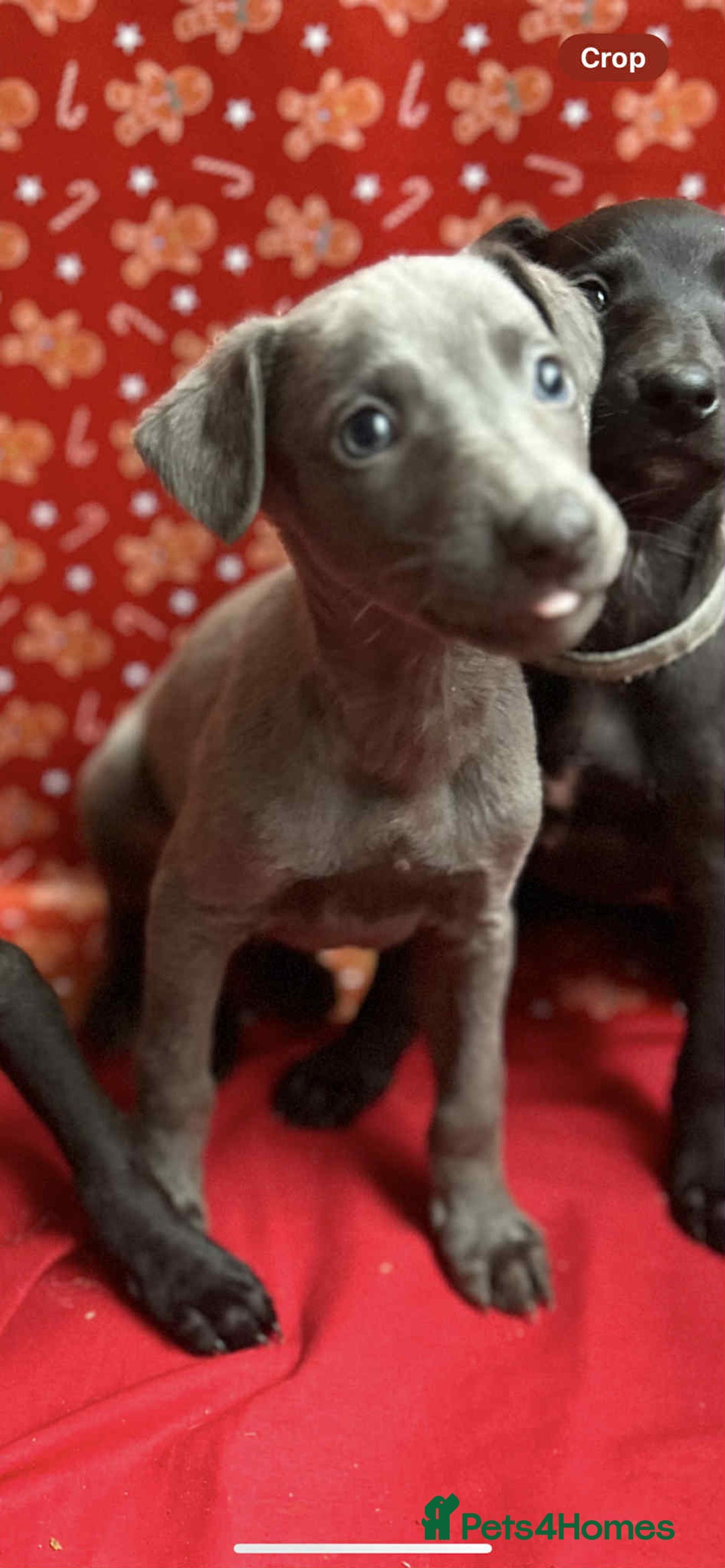 Whippet dogs for sale: Whippet puppies ⭐️READY TO LEAVE NOW ⭐️ - Advert 6