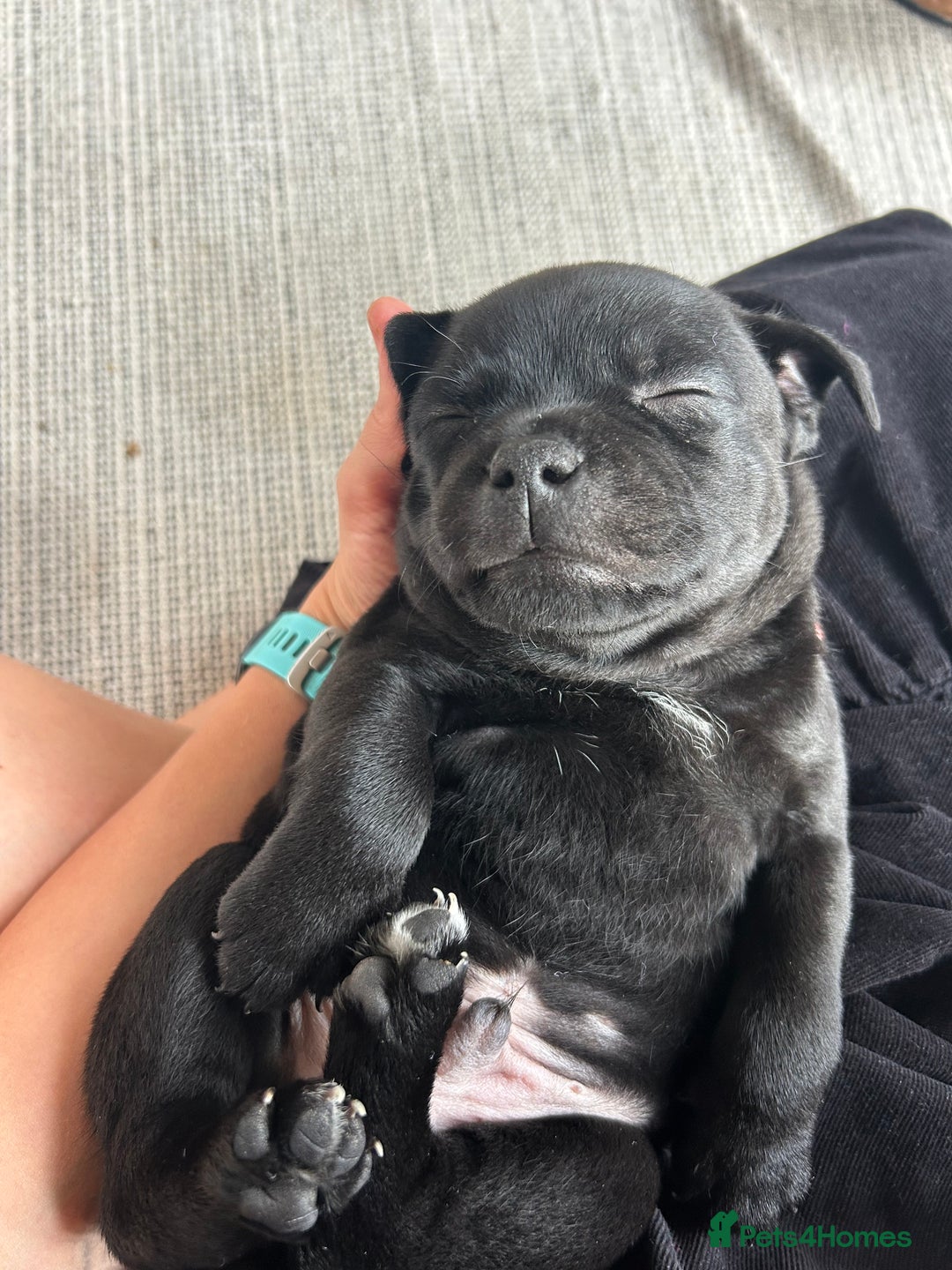 Staffordshire Bull Terrier dogs for sale: Gorgeous Black Boy available from this litter!  - Image 17