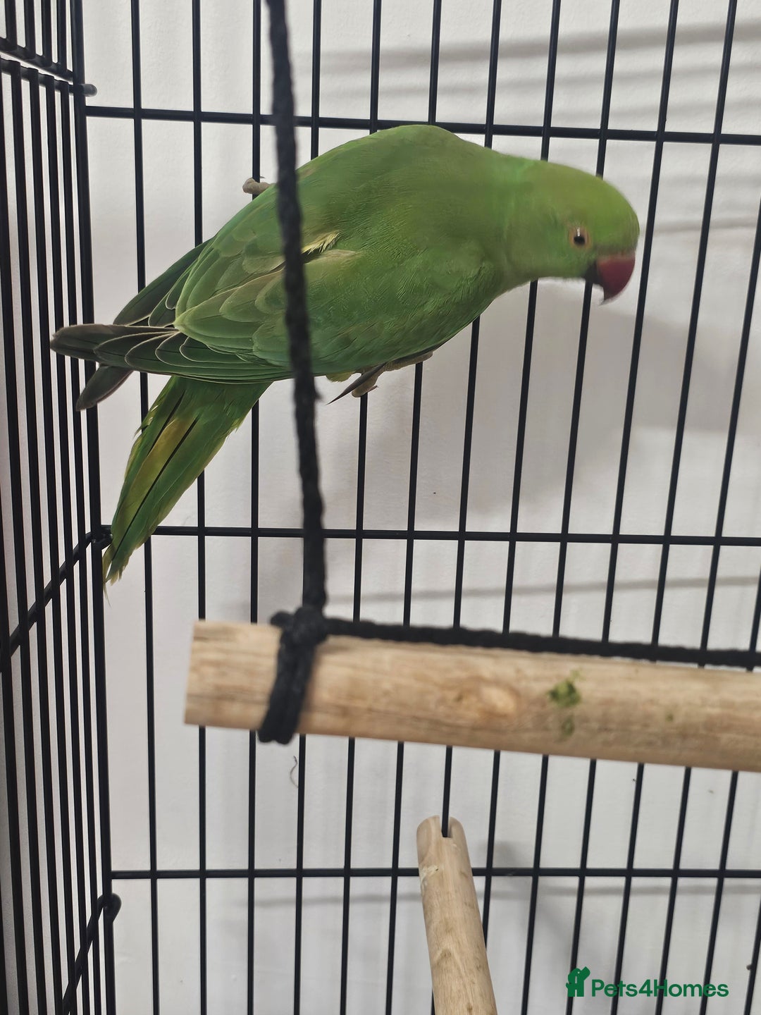 Ringnecks birds for sale: Indian ringneck parrot  - Advert 1