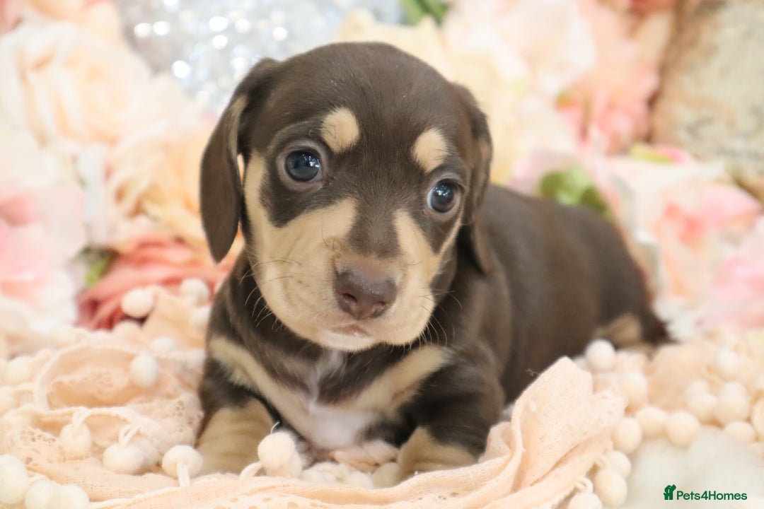 Miniature Dachshund dogs for sale: KC Registered Miniature Dachshund Puppies - Image 9