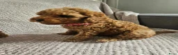 Cavapoo dogs for sale: F1b Cavapoo Puppies!!  - Advert 18