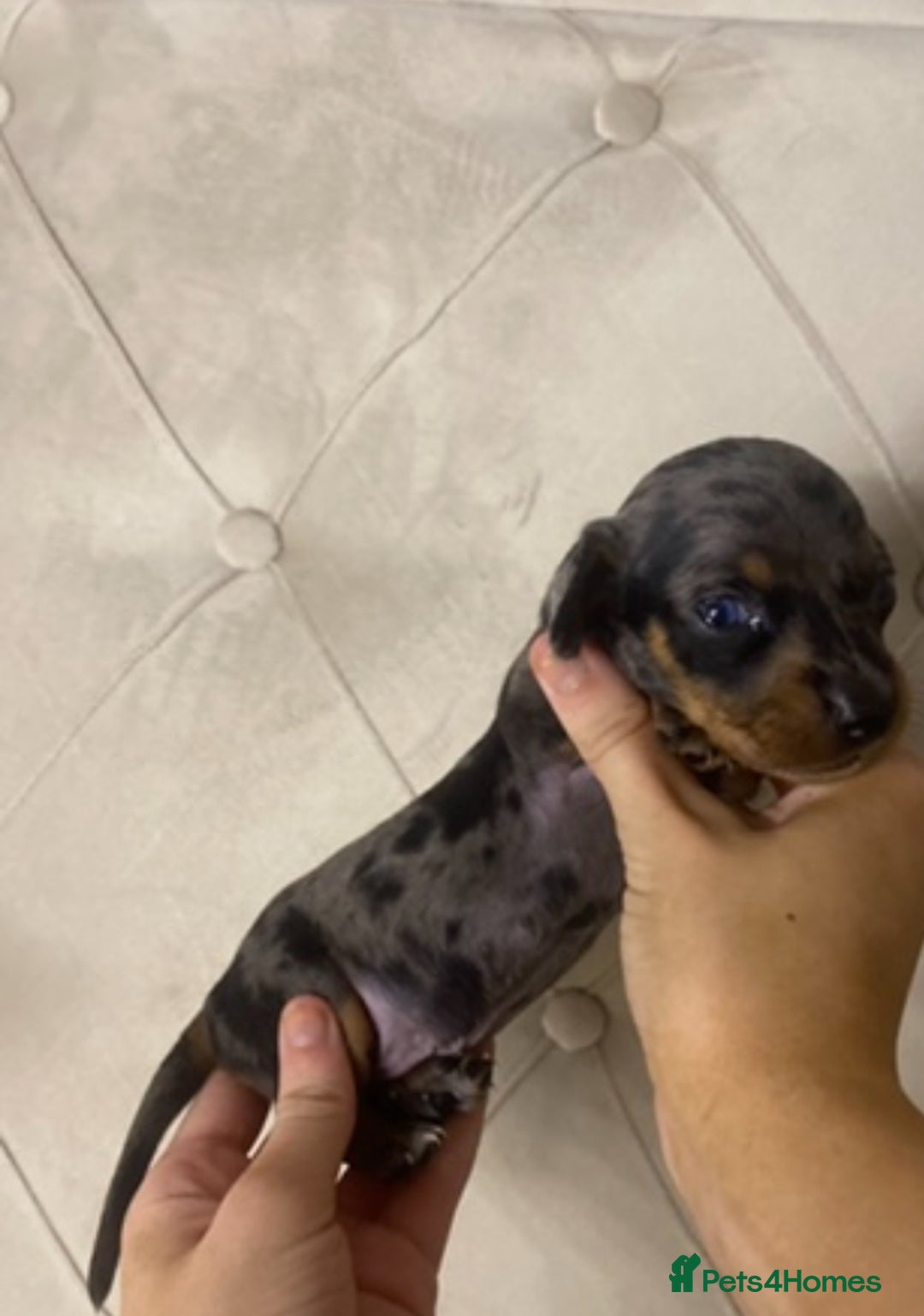 Dachshund dogs for sale: 4 Dachshund puppies for sale  - Advert 7