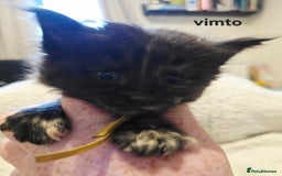 Maine Coon cats for sale: Maine Coon Kittens Tortie/Torbie Russian lines - Image 13